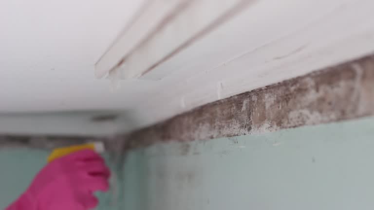Best Mold-Related Health Consultation  in Brighton, TN